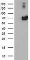Alpha-1-fetoprotein antibody, TA502169, Origene, Western Blot image 