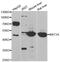 Methionine Adenosyltransferase 1A antibody, A6650, ABclonal Technology, Western Blot image 