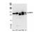 UPF1 RNA Helicase And ATPase antibody, NBP1-05967, Novus Biologicals, Western Blot image 