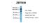 Zinc Finger And BTB Domain Containing 38 antibody, ARP40114_T100, Aviva Systems Biology, Western Blot image 