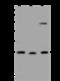 Chromosome 1 Open Reading Frame 109 antibody, 204394-T44, Sino Biological, Western Blot image 