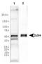 Double homeobox protein 4 antibody, TA336793, Origene, Western Blot image 