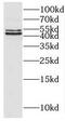 Parvin Beta antibody, FNab06163, FineTest, Western Blot image 