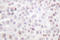 Histone H2B antibody, LS-C176525, Lifespan Biosciences, Immunohistochemistry paraffin image 