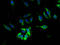 SLC6A6 antibody, A63454-100, Epigentek, Immunofluorescence image 