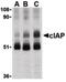 Baculoviral IAP Repeat Containing 2 antibody, PA5-20066, Invitrogen Antibodies, Western Blot image 