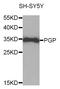 Phosphoglycolate Phosphatase antibody, STJ112042, St John