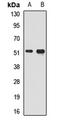 SMAD Family Member 9 antibody, orb412629, Biorbyt, Western Blot image 