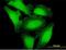 DNA dC->dU-editing enzyme APOBEC-3H antibody, H00164668-B01P, Novus Biologicals, Immunofluorescence image 