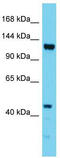 Elongation Factor Like GTPase 1 antibody, TA332233, Origene, Western Blot image 