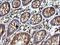 Secretory Carrier Membrane Protein 2 antibody, LS-C338311, Lifespan Biosciences, Immunohistochemistry frozen image 
