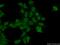 F-Box Protein 43 antibody, 55176-1-AP, Proteintech Group, Immunofluorescence image 