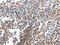 BCL2 Like 15 antibody, CSB-PA597282, Cusabio, Immunohistochemistry paraffin image 