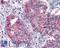 Taste 1 Receptor Member 3 antibody, LS-A5060, Lifespan Biosciences, Immunohistochemistry paraffin image 