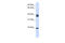 Synaptophysin antibody, ARP45435_P050, Aviva Systems Biology, Western Blot image 