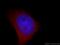 Neuronal Pentraxin 1 antibody, 20656-1-AP, Proteintech Group, Immunofluorescence image 
