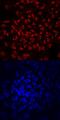 Zinc finger protein 143 antibody, MAB6804, R&D Systems, Immunofluorescence image 
