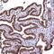 Arginine And Serine Rich Coiled-Coil 2 antibody, HPA040070, Atlas Antibodies, Immunohistochemistry frozen image 