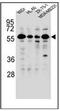 Forkhead box protein C2 antibody, AP51704PU-N, Origene, Western Blot image 