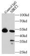 SIR2 antibody, FNab07880, FineTest, Immunoprecipitation image 