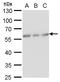 Calcium-binding and coiled-coil domain-containing protein 2 antibody, MA5-18293, Invitrogen Antibodies, Western Blot image 