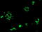 MYD88 Innate Immune Signal Transduction Adaptor antibody, TA502104, Origene, Immunofluorescence image 