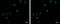 Zinc Finger Protein 257 antibody, GTX122134, GeneTex, Immunocytochemistry image 