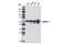 Heterogeneous Nuclear Ribonucleoprotein K antibody, 9081S, Cell Signaling Technology, Western Blot image 
