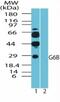 Megakaryocyte And Platelet Inhibitory Receptor G6b antibody, NBP2-24505, Novus Biologicals, Western Blot image 