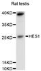 Hes-1 antibody, abx125938, Abbexa, Western Blot image 