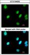 Replication Factor C Subunit 4 antibody, GTX104052, GeneTex, Immunofluorescence image 