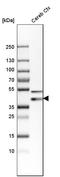 Synaptophysin antibody, HPA002858, Atlas Antibodies, Western Blot image 