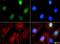 Histone-lysine N-methyltransferase EHMT1 antibody, NBP1-77400, Novus Biologicals, Immunocytochemistry image 