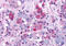 Arginine Vasopressin Receptor 1B antibody, MBS243796, MyBioSource, Immunohistochemistry frozen image 