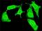 Thyroid Hormone Receptor Interactor 10 antibody, H00009322-M01, Novus Biologicals, Immunocytochemistry image 