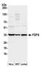 FPS antibody, A305-045A, Bethyl Labs, Western Blot image 