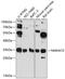 Nicotinamide Nucleotide Adenylyltransferase 2 antibody, 15-223, ProSci, Western Blot image 