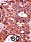 Cell division control protein 6 homolog antibody, abx031847, Abbexa, Western Blot image 