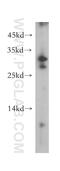 C-Type Lectin Domain Containing 10A antibody, 13590-1-AP, Proteintech Group, Western Blot image 