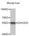 D-2-Hydroxyglutarate Dehydrogenase antibody, abx004024, Abbexa, Western Blot image 