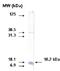 Cytochrome P450 Family 26 Subfamily A Member 1 antibody, orb109154, Biorbyt, Western Blot image 