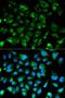 cAMP-dependent protein kinase type I-alpha regulatory subunit antibody, orb49079, Biorbyt, Immunofluorescence image 