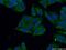 YTH N6-Methyladenosine RNA Binding Protein 2 antibody, 26771-1-AP, Proteintech Group, Immunofluorescence image 