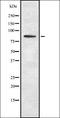 Scavenger Receptor Class F Member 1 antibody, orb336927, Biorbyt, Western Blot image 