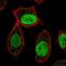 Centromere Protein A antibody, NBP2-57725, Novus Biologicals, Immunofluorescence image 