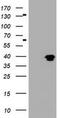 MAGE Family Member B1 antibody, TA800474, Origene, Western Blot image 