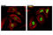 Histone Cluster 4 H4 antibody, 13944S, Cell Signaling Technology, Immunofluorescence image 