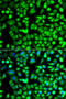 AlkB Homolog 4, Lysine Demethylase antibody, 14-530, ProSci, Immunofluorescence image 