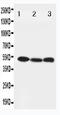 Beclin 1 antibody, LS-C312995, Lifespan Biosciences, Western Blot image 