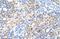 LOC342293 antibody, NBP1-91567, Novus Biologicals, Immunohistochemistry frozen image 
